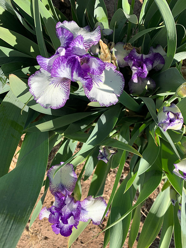 From traditional looking varieties to miniature, fluffy and wavy ones, hundreds of iris rhizomes will be available for purchase during the 2022 MVIS Iris Rhizome Sale at Mesilla Valley Mall, on Sept. 10 and 11.