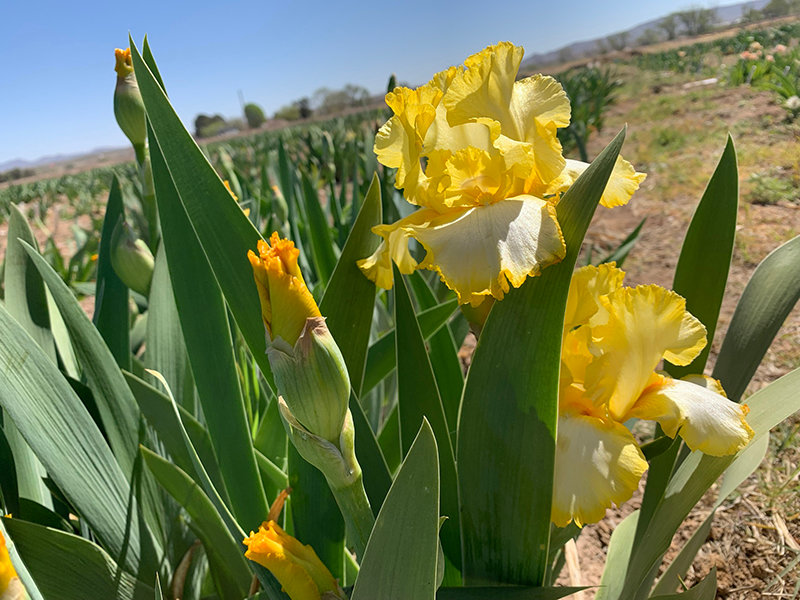 From traditional looking varieties to miniature, fluffy and wavy ones, hundreds of iris rhizomes will be available for purchase during the 2022 MVIS Iris Rhizome Sale at Mesilla Valley Mall, on Sept. 10 and 11.