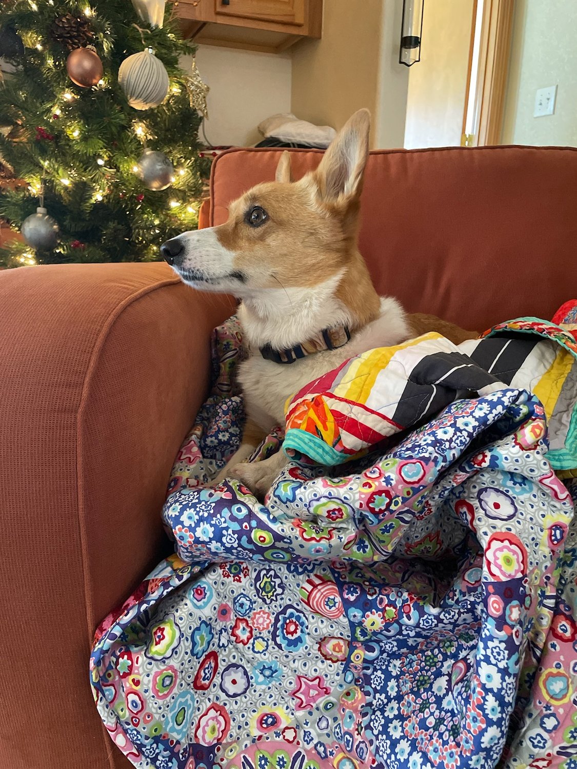 Bo last Christmas with both her quilts. She's supposed to be sharing one with her mom, Lauren, but it doesn't always work out that way.