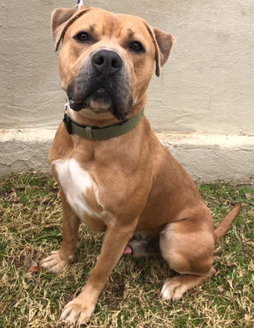 Butch is a graduate of ACTion Programs for Animals’ P.A.W.S. (Prisoners and Animals Working Toward Success) program and is waiting to be adopted.