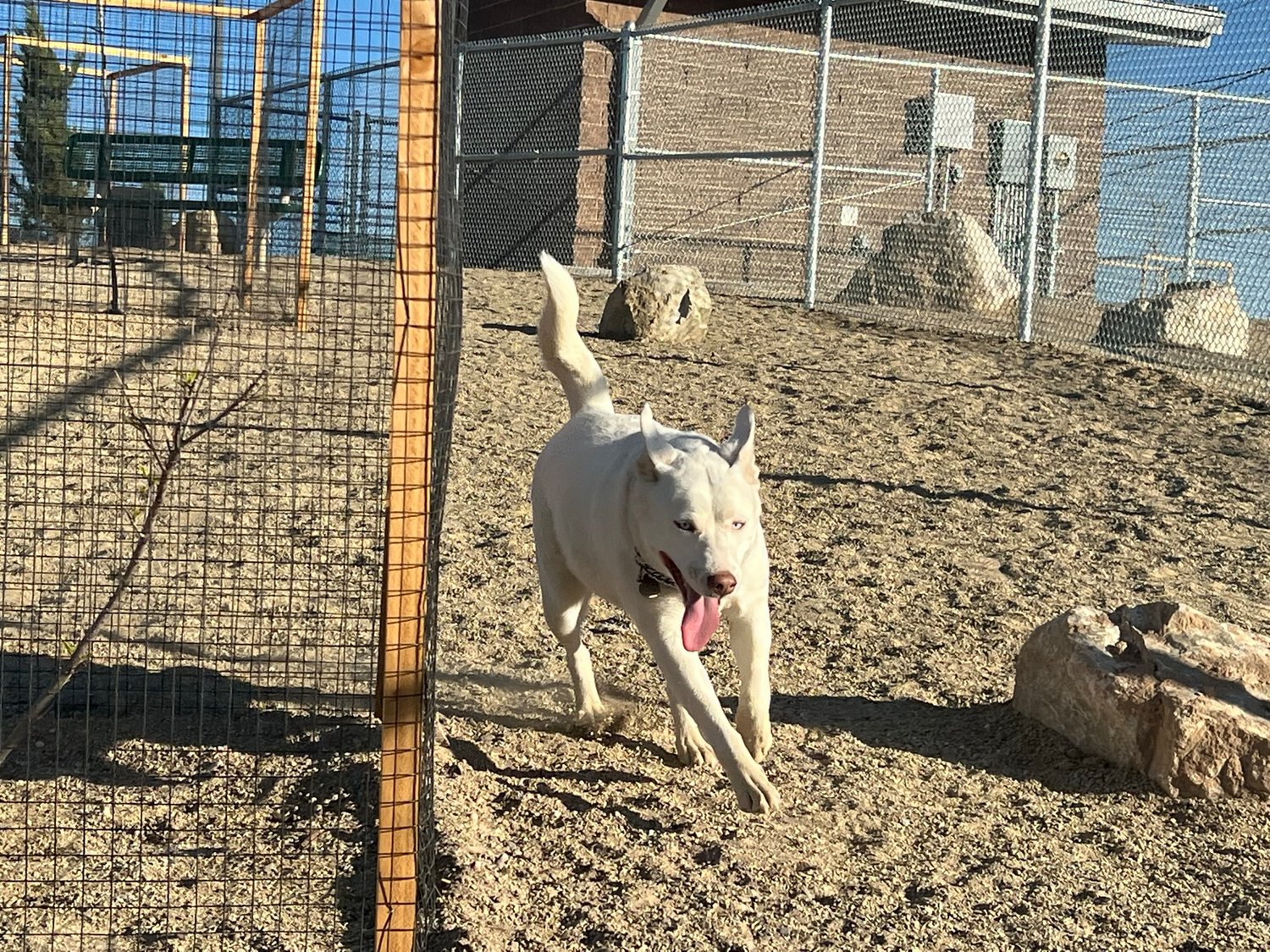 Skyla bounds about in the large dog section of the new Rinconada Dog Park, a project of the voter-approved 2018 General Obligation Bond for the City of Las Cruces.