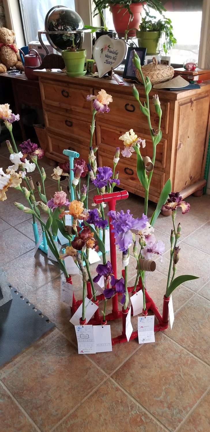 Jacquie Pountney’s irises all dressed up and labeled, ready for entry to the 2019 iris show at Mesilla Valley Mall.