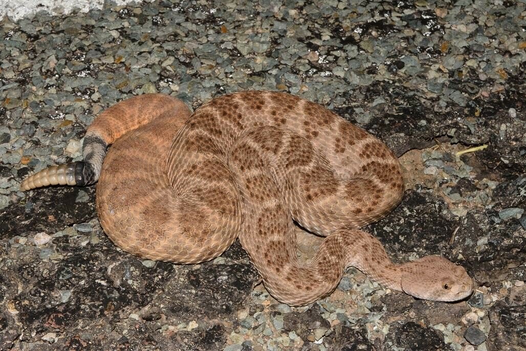 Crotalus atrox, or Western diamondback rattlesnake.