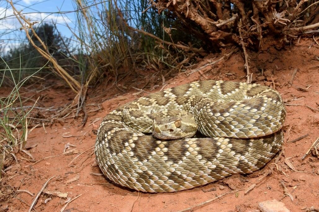 Crotalus scutalatus, or Mojave rattlesnake.