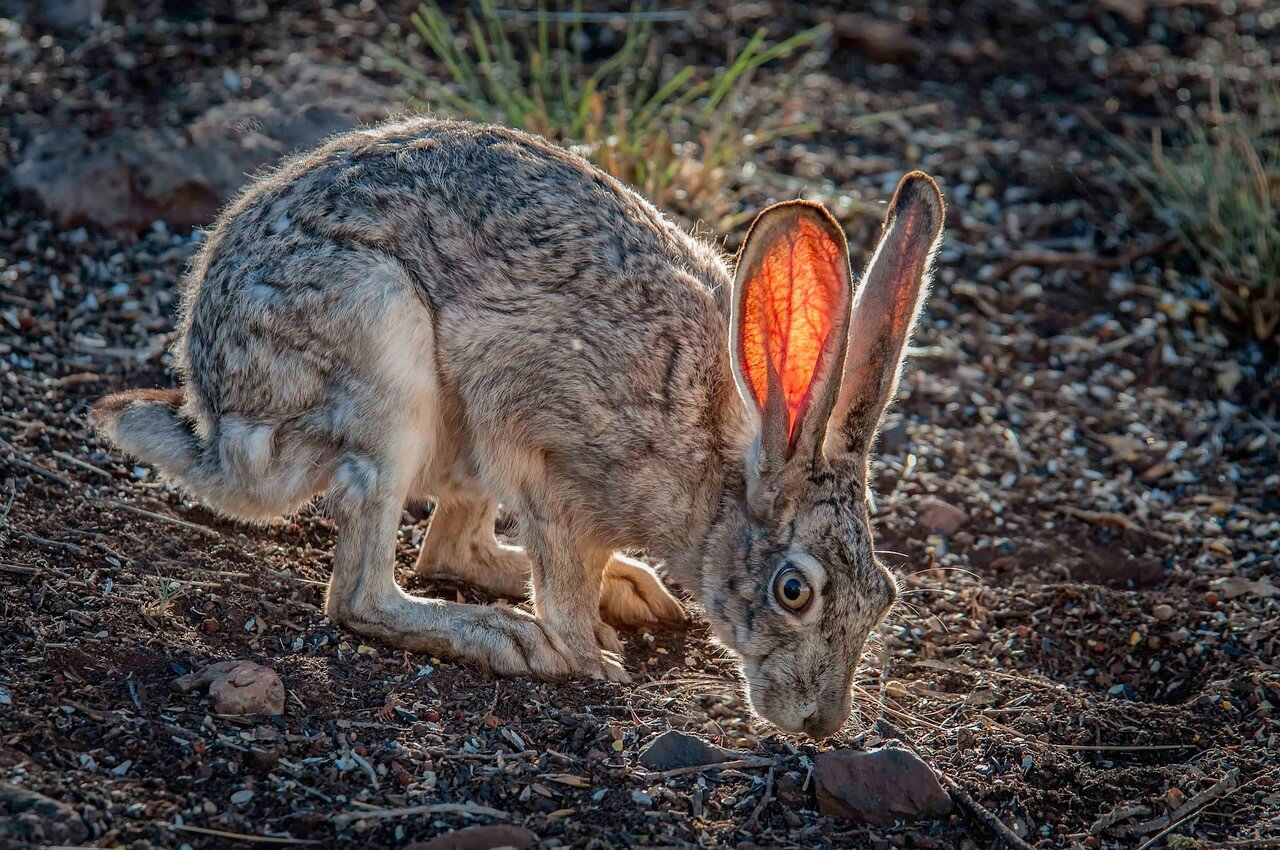 2022 Creatures of the Gila: Jackrabbit by Elroy Limmer