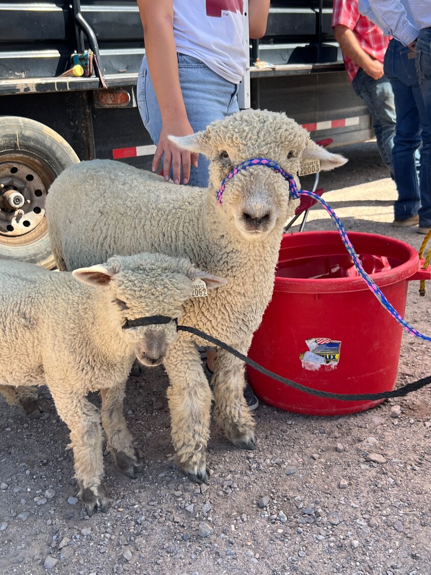 Students from New Mexico State University’s College of Agricultural, Consumer and Environmental Sciences bring animals to AG Day each year to interact with attendees.