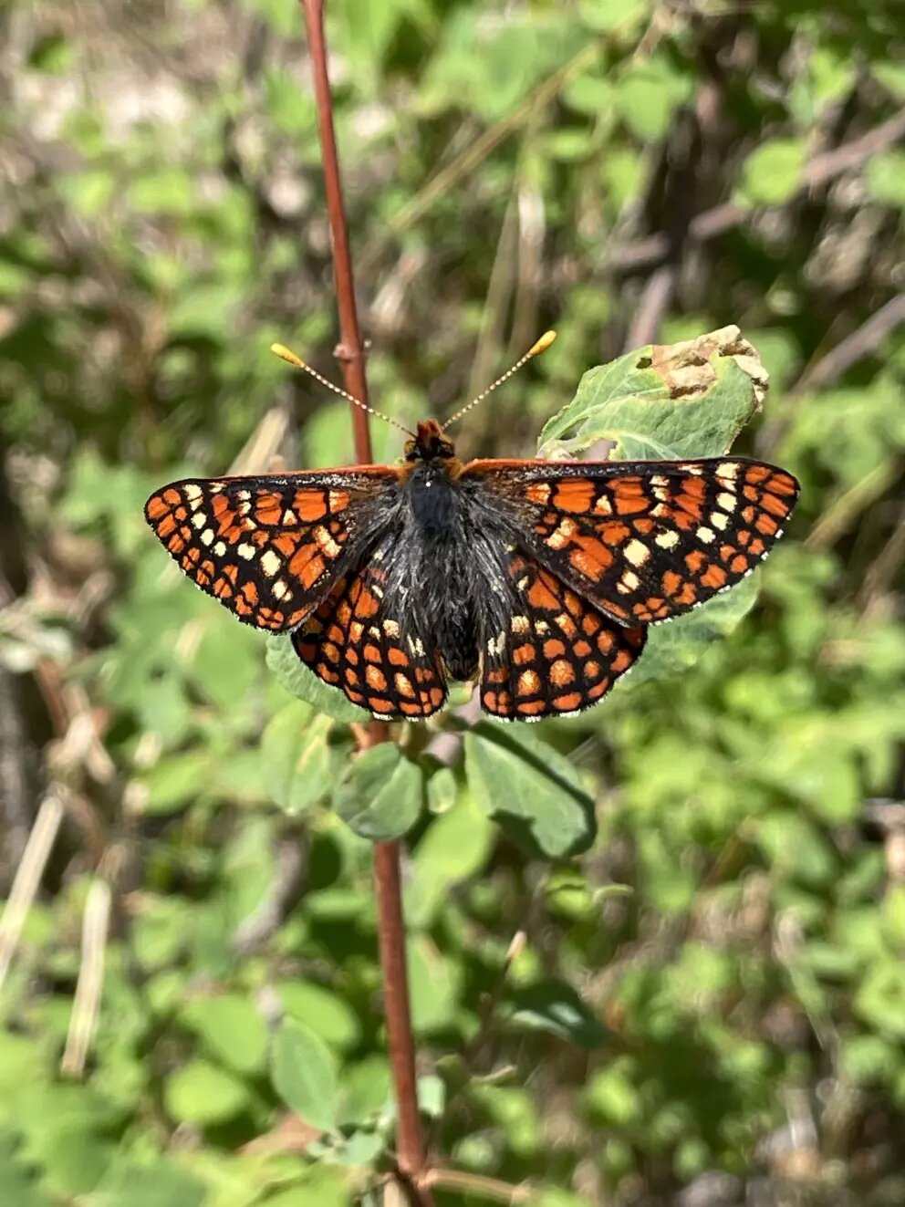 The Sacramento Mountains Checkerspot Butterfly is endemic to its namesake mountain range in southern New Mexico, and is critically endangered. U.S. Fish and Wildlife Service biologists propose designating 1,636.9 acres of critical habitat in Otero County, New Mexico, for this butterfly.
