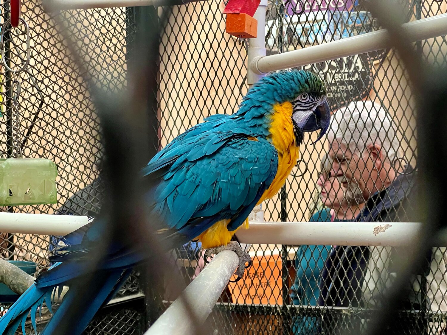 DaVinci, a blue and yellow macaw, looks on as customers wait to be seated at La Posta de Mesilla on Jan. 16.