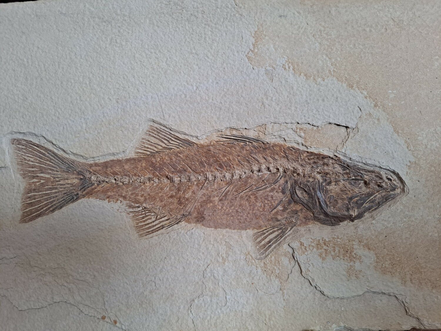 Fossil fish from Wyoming