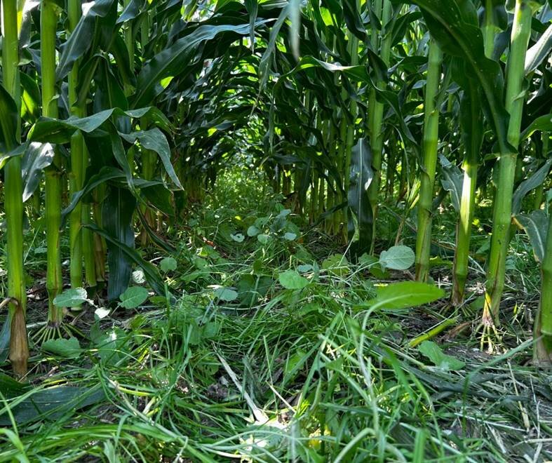 Cover crops grow in a field near Northfield, Minnesota.