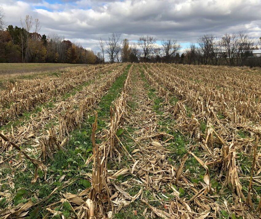 Cornstalk residue and cover crops protect the soil from erosion in a Rice County farm field.