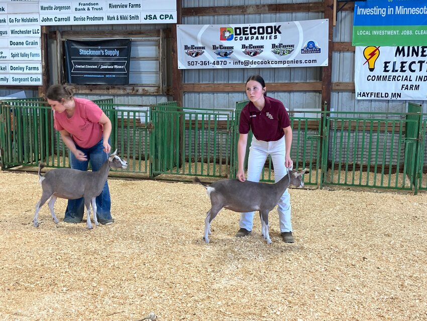 Lily Klejeski (right) with assistance from her sister Macy (left) lining up a pair of goats to be evaluated.