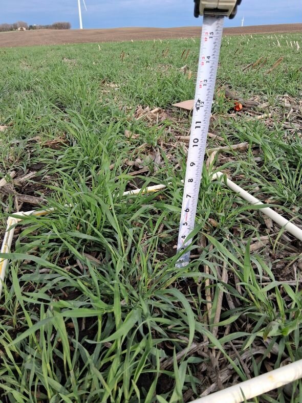 Cover crop height is measured in a Rice County farm field. The measurements were used to determine the amount of nitrogen present in the biomass.
