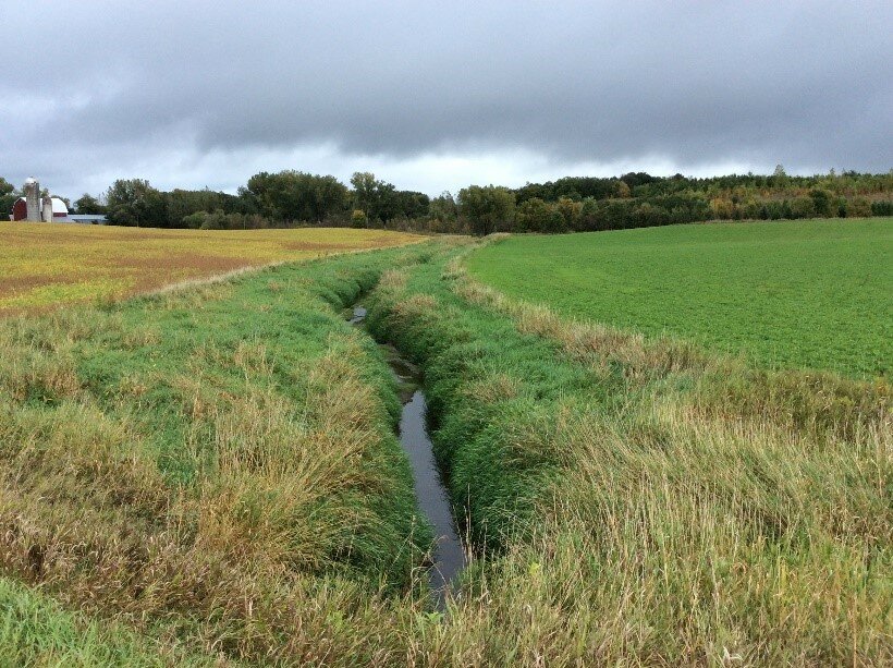 An established buffer adjacent to County Ditch 4 in Rice County.