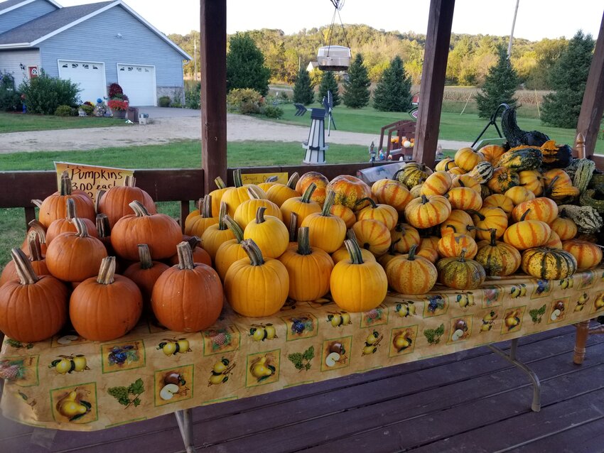 Pie pumpkins and decorative pumpkins are plentiful at Albers Acres.