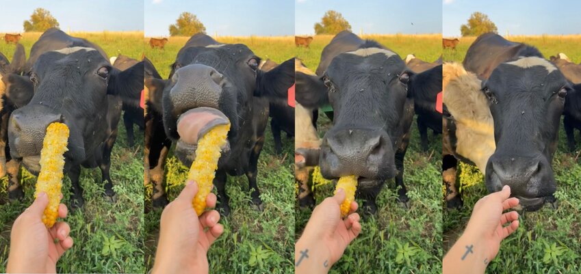 My oldest cow &ldquo;starving&rdquo; for a sweet corn cob, and she did in fact eat it in pretty much one gulp! Haha