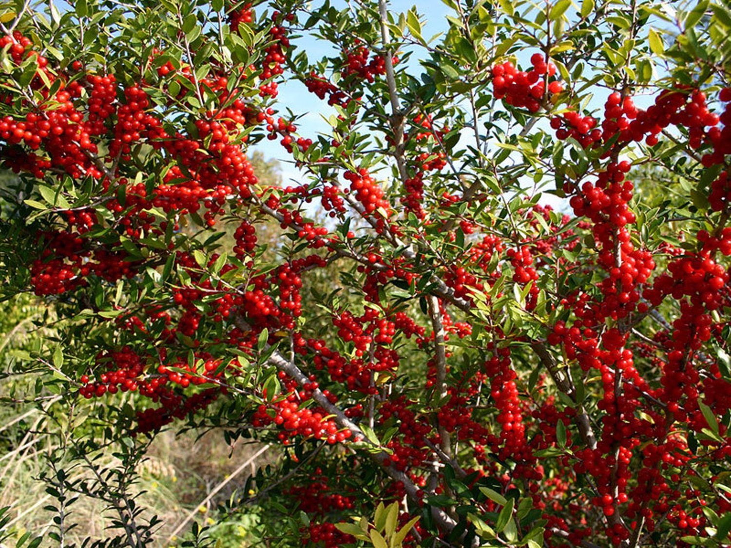Whacking up the yaupon holly tree