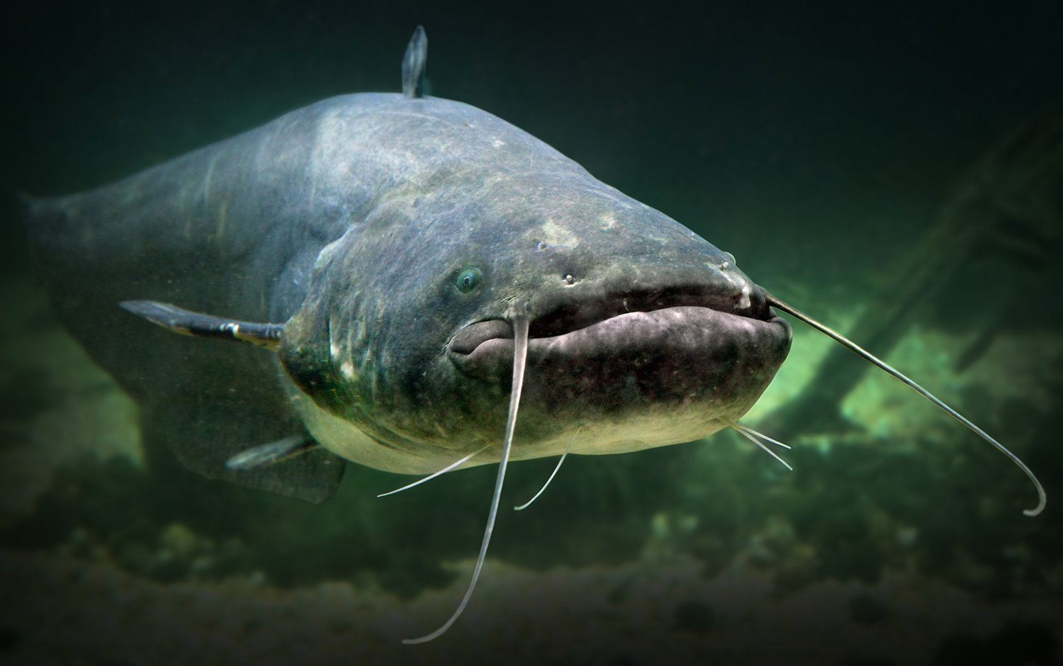 The ins and outs of handgrabbing catfish