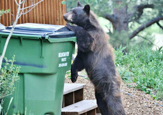 Do your part to remain bear aware - The Pagosa Springs Sun - Vimarsana News