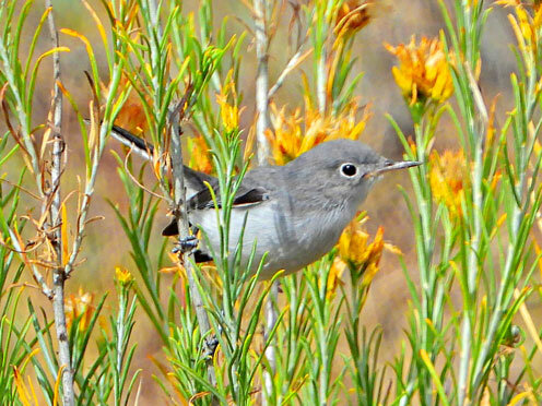 https://cdn2.creativecirclemedia.com/pagosa/medium/20231114-100458-bird-of-the-week-blue-gray-gnat-catcher-2.jpg