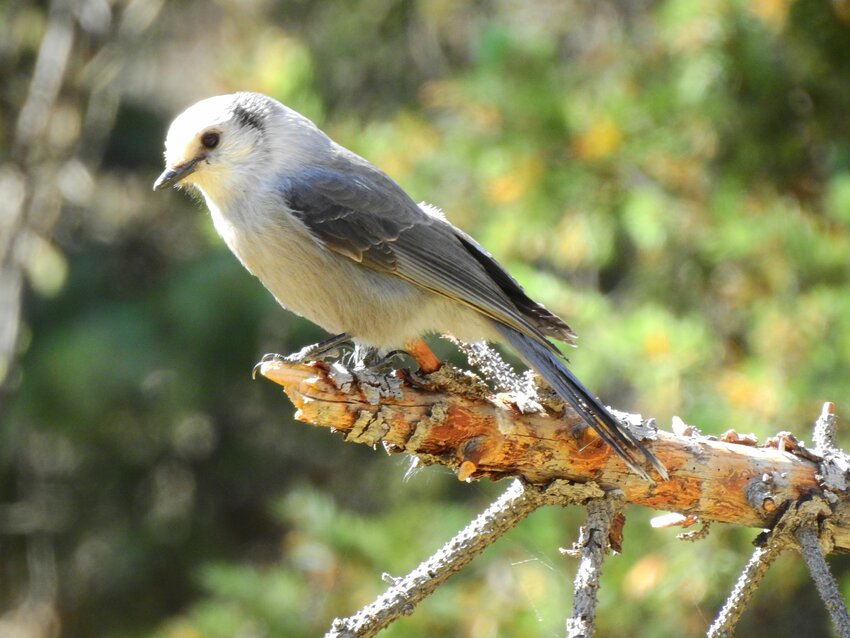 Bird of the Week - The Pagosa Springs Sun - Vimarsana News