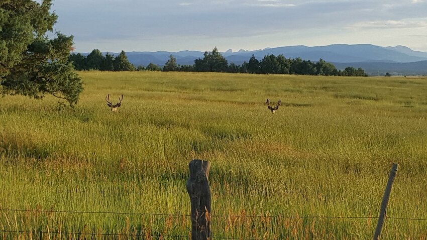 Deer in high grass near Paonia, Colo.