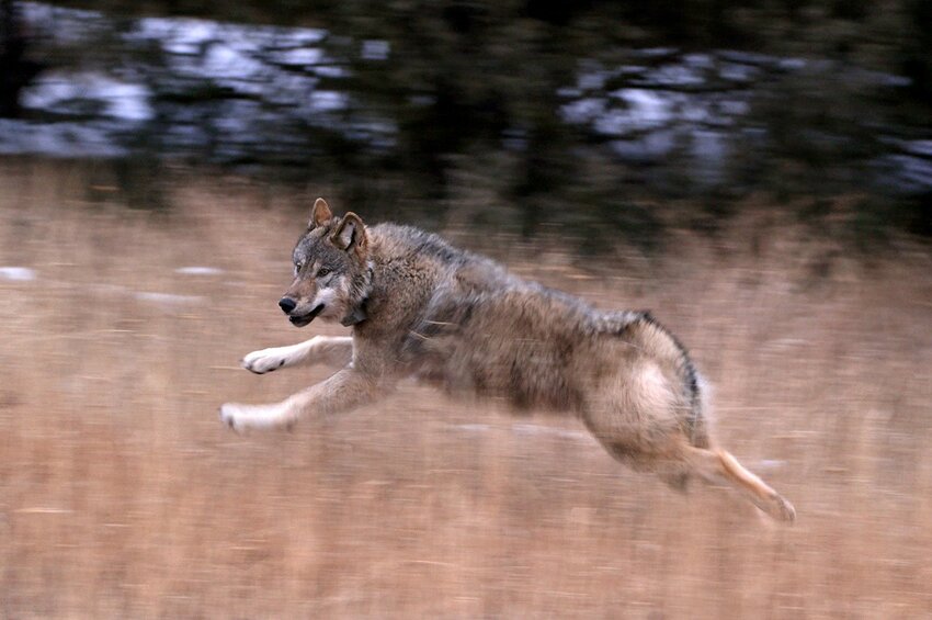 Gray wolves are released in Colorado in December 2023.
