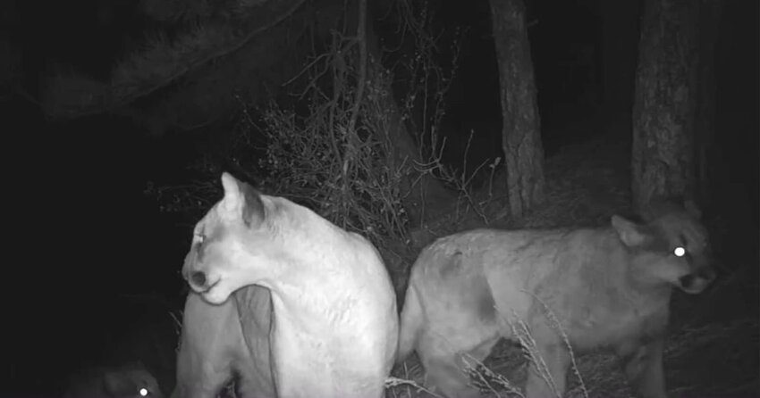 Lions filmed at night by a trail camera in Colorado.