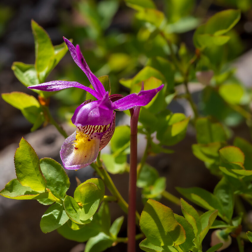 A native calypso orchid blooms near Williams Creek. The next meeting of the Pagosa Springs Photography Club is set for July 9.