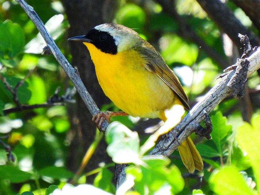 This week’s Bird of the Week, compliments of the Weminuche Audubon Society and Audubon Rockies, is the common yellowthroat. 
Across most of the United States and Canada, these birds are common summer denizens of thick, tangled vegetation habitats. They are one of the most abundant warblers in North America. Although the central part of Colorado is not within their normal range, our southwestern corner of the state is. They are most often found at the edges of marshes and wetlands where dense vegetation extends low to the ground, but will also show up in drier brushy fields, shrub-covered hillsides, prairies and pine forests. 
Unlike most of its warbler relatives, the yellowthroat does not spend its time up in the tree canopy. Instead it is a skulker that keeps itself hidden in thick foliage close to the ground. Here it forages for insects and spiders, bouncing around and on the move, much like a wren. 
Hearing this vocal bird is much easier than spotting it. The male’s “witchety-witchety-witchety” song is distinctive and given frequently in summer. In attracting a mate and defending territory, he may repeat his short song as many as 300 times in an hour. They are inquisitive birds and often will pop out in the open briefly in response to pishing noises that attract their attention. Persistence and patience may be required to track this bird and be rewarded with a sighting. 
The small male common yellowthroat wears a black bandit mask that extends through his eyes and across his face. A thin line of white separates his mask from his olive upperparts. A bright yellow throat patch is the source of his name. Females lack the black and white head markings but do have a yellow throat. Several subspecies of this bird, mainly differing in male facial patterns and the brightness of yellow, are recognized. 
Most common yellowthroats are migratory, moving from summer breeding territories to winter in southern parts of the United States, Mexico, Central America and the Caribbean. By the end of September most will have left our area. 
 For information on events, visit www.weminucheaudubon.org and www.facebook.com/weminucheaudubon/.