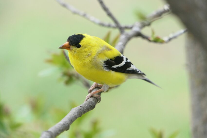 This week’s Bird of the Week, compliments of the Weminuche Audubon Society and Audubon Rockies, is the American goldfinch. 
The finches of North America is a diverse group of species that includes the rosy-finches of alpine tundra; siskins, crossbills, house and Cassin’s finches, and evening and pine grosbeaks of forested areas; and the goldfinches that inhabit more open, brushy areas. Its members are colorful birds with stout, conical bills adapted to eating seeds. 
American goldfinches breed later than most other North American songbirds. Not until late July and August, when many young of other songbirds are already on their own, does this one nest. They time their breeding to coincide with the abundance of seeds in late summer and use the down of thistle to line their nests. 
Unlike many migratory bird species that travel long distances to take advantage of a bounty of insects to feed their young, American goldfinches are vegetarians that only eat an insect inadvertently. They eat a variety of seeds from weeds, flowers, trees and grasses. Parents feed regurgitated seeds to young in the nest. On this strict vegetarian diet, cowbird chicks that hatch in a goldfinch nest cannot survive. 
Goldfinches rely on small size and dexterous legs and feet to climb plant stems and hang onto seed heads to harvest seeds unavailable to heavier birds. They display a preference for composite flowers with tightly packed seeds in the center. They love the plant we often fight, musk thistle. At feeders, they prefer Nyjer and black oil sunflower seeds. 
Male American goldfinches molt into their canary yellow plumage in spring, so different from their drab brown winter colors that it seems they have just migrated in, when in fact they have been around all the time. A black forehead and black wings with white markings set off his bright yellow. Breeding females have black wings, but their yellow is duller and their backs are olive-colored. 
You can plant for goldfinches and other seed eaters with native wildflowers like coneflowers, sunflowers, asters and native thistles. Just don’t deadhead your flowers when they have gone to seed. Leave them standing for late-season food. 
For information on events, visit www.weminucheaudubon.org and www.facebook.com/weminucheaudubon/.