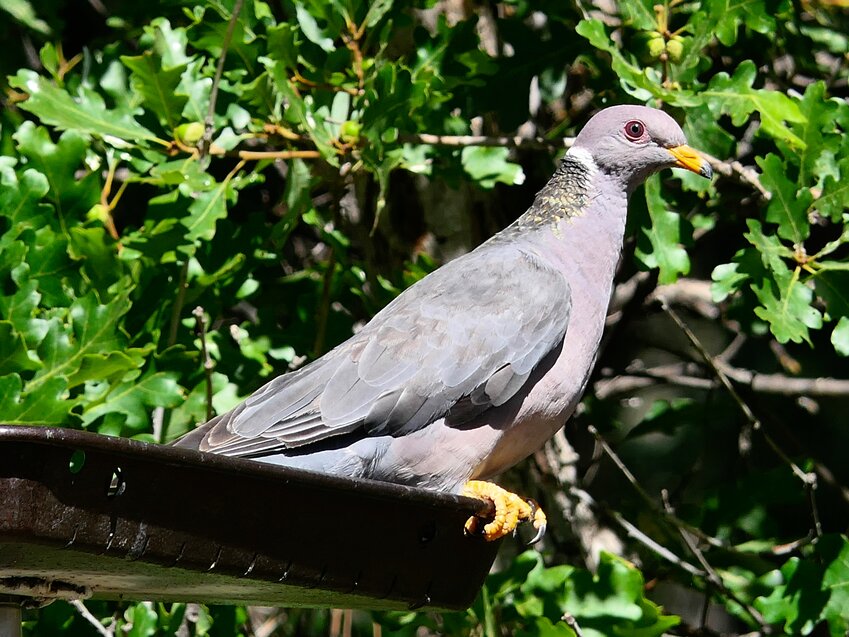 This week&rsquo;s Bird of the Week, compliments of the Weminuche Audubon Society and Audubon Rockies, is the band-tailed pigeon. 
The family of birds that is comprised of pigeons and doves includes more than 300 species worldwide, but only 12 are regularly found in the United States. Common characteristics of this group include compact, chunky bodies, small heads, short legs, strong wings for sustained flight, and a vegetarian diet of seeds and fruits. 
Familiar to residents of cities, where tall buildings mimic its natural cliff habitats, is the introduced rock pigeon. Its forest-dwelling counterpart is the elegant band-tailed pigeon, North America&rsquo;s largest native pigeon. In Colorado, band-tails belong to the Four Corners population, found in the dry forests of parts of Colorado, New Mexico, Arizona, Utah and Mexico. This migratory population winters in Mexico and arrives in Colorado between mid-April and mid-May. Depending on weather and food supply, they may stay through September before returning south. 
These social birds travel in flocks and nest in small colonies in mountain forests, here primarily in those dominated by ponderosa pine and gambel oak. Typically the female lays only one egg, and both parents share in incubation and care of the chick. For the first few days, the chick is fed a milky protein and fat rich substance called pigeon milk, which is secreted in the crops of the parents. 
When available, acorns are a major part of their diet, which also includes berries, pine nuts, flowers of trees and shrubs, agricultural grains and orchard fruits. They will feed on sunflower seed in feeders, with several individuals vying for a space to perch. A flock taking off in flight with wings clapping is loud and noticeable. 
An adult band-tailed pigeon has a blue-gray back, gray underparts with a purple sheen, yellow bill and feet, and a white crescent and green iridescent feathers on the back of the neck. The pale band on its long tail is visible when these feathers are fanned in flight. Juvenile birds lack the white neck crescent. 
Band-tailed numbers were once seriously depleted by over-hunting and there was concern that they might share the fate of the related passenger pigeon, now extinct. Current declines may again be related to hunting pressure. 
For information on events, visit www.weminucheaudubon.org and www.facebook.com/weminucheaudubon/.