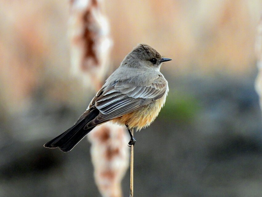 This week&rsquo;s Bird of the Week, compliments of the Weminuche Audubon Society and Audubon Rockies, is the Say&rsquo;s phoebe. 
This flycatcher will nest on rocky ledges or crevices, in abandoned wells and mine shafts, in tree cavities, holes in banks and under bridges. The feature that these sites have in common, and that often puts the Say&rsquo;s phoebe in close contact with people, is protection from above, a requirement that is easily satisfied under the eaves of a porch or on rafters in an outbuilding and where we often find them. 
Say&rsquo;s phoebes may share the same territories as black phoebes, but their use of different habitat types means they rarely compete for resources. Black phoebes nest near water, and Say&rsquo;s often live in very dry, sparsely vegetated open areas far from water. Say&rsquo;s breed further north than any other flycatcher, from central Mexico to the arctic tundra, in an area west of a line that almost divides the United States in two. 
Say&rsquo;s phoebes are small, long-tailed birds colored brownish-gray above with a gray breast and cinnamon on the belly. For its size, the head of this bird looks large and sometimes has a peaked shape. Their simple, whistled songs in spring are short, but repeated for several minutes. 
Like other members of the tyrant flycatcher group, Say&rsquo;s phoebes eat almost entirely insects, adding spiders, millipedes and berries on occasion. Their most common prey are wild bees and wasps. These birds are often seen perched on fence wire or posts, low shrubs, plants or rocks, watching to dart out and nab an aerial insect or pouncing to grab one from the ground. 
Like a mountain bluebird or American kestrel, this phoebe will hover low over the ground when aerial insects are scarce. In cold weather, this hunting tactic allows the bird to forage closer to the ground where it is warmer and insects are more active. It is one of the reasons why the Say&rsquo;s phoebe arrives earlier in spring and stays later in fall than other insect dependent birds. 
For information on events, visit www.weminucheaudubon.org and www.facebook.com/weminucheaudubon/.