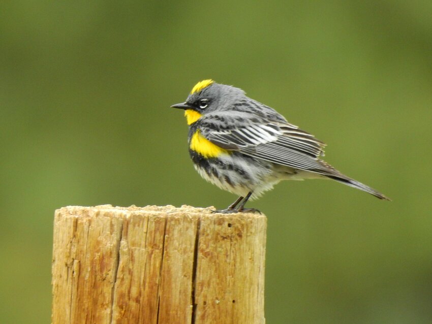 This week&rsquo;s Bird of the Week, compliments of the Weminuche Audubon Society and Audubon Rockies, is the yellow-rumped warbler. 
An early-spring and late-fall migrant, of the birds with &ldquo;warbler&rdquo; in their names this is one of the earliest to show up and the last to leave our area. It is one of the most common warblers and the main winter warbler in North America. While most of them migrate to the tropics in fall, some remain as far north as New England and Seattle year-round. 
Their ability to digest the wax coatings of bayberries and wax myrtles, unique among warblers, is an adaptation that allows these birds to find food and winter so far north. Like other warblers, they mainly eat a wide variety of insects and spiders in summer and rely on them to feed their young. Showing up in their diet are spruce budworms, a serious forest pest. In trees, where males forage higher than females, they search among leaves, twigs, branches and trunks for food. They also fly out to catch insects on the wing and will pick them from the surface of rivers and oceans, from spiderwebs and manure piles. 
When insects become less abundant, they will eat berries, including those of juniper, poison ivy, poison oak and dogwood, and fruits of grapes. They will also eat wild seeds and may come to feeders for sunflower seeds and suet. 
Yellow-rumped warblers have a patch of yellow feathers on the head, referenced in their Scientific name, Setophaga coronata, which translates as crowned moth-eater. The more visible yellow patch on the rump has given them the name butterbutt. In the Audubon&rsquo;s group, which resides in the mountainous west, yellow patches are also found on the throat and sides of a gray body with dark and white patches. Members of the Myrtle group in the eastern U.S. and the boreal forests of Canada have a white throat. In both, winter and female colors are more subdued than those of breeding males. 
In spring and summer, the song of the male yellow-rumped warbler is a common sound in conifer forests. In fall, the frequently given &ldquo;chek&rdquo; call made by both sexes while flitting within the trees will help to locate it, at least for the second that one stays still. 
For information on events, visit www.weminucheaudubon.org and www.facebook.com/weminucheaudubon/.