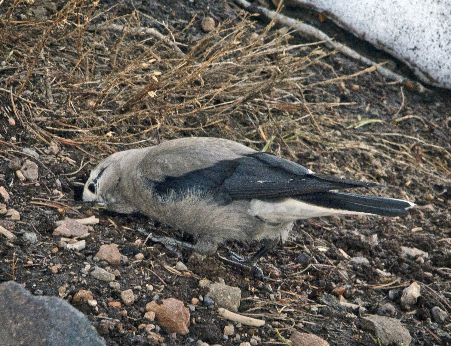 A nutcracker buries white bark pine seed on the rim of Crater Lake.
