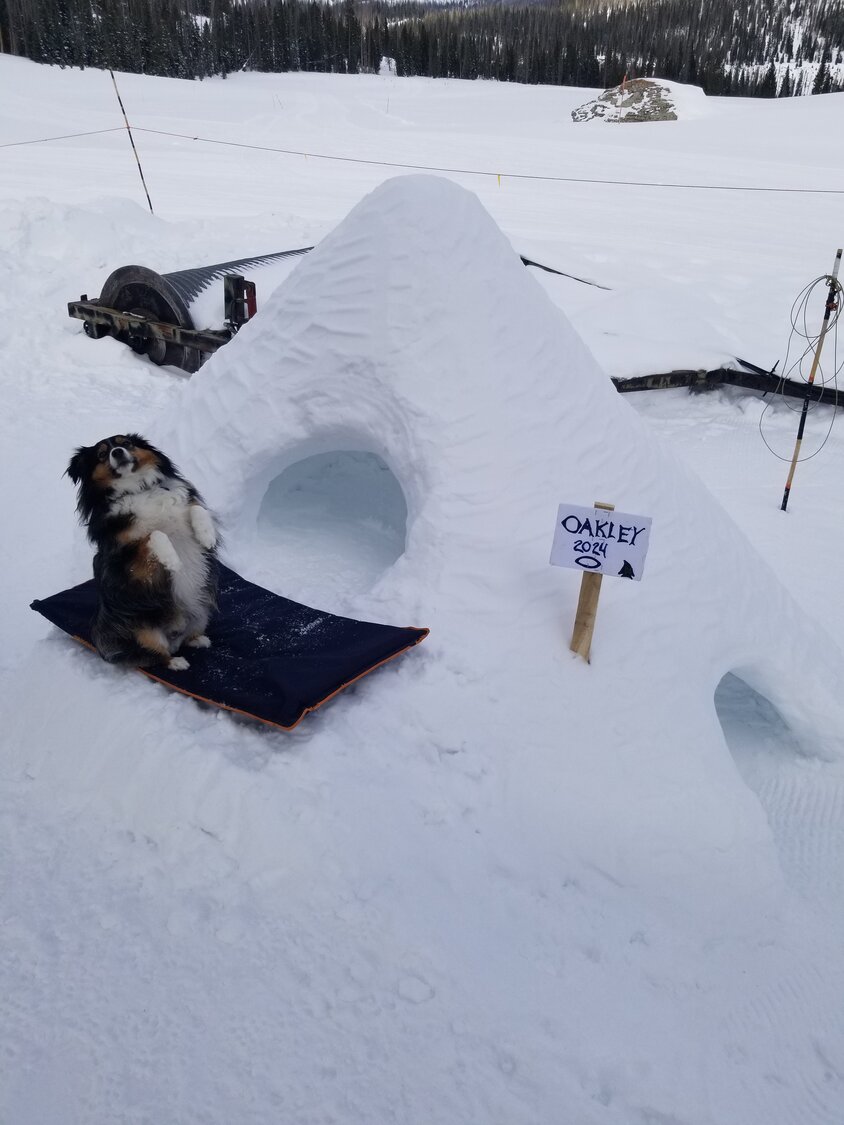 Oakley poses with his dogloo at Wolf Creek Ski Area. Oakley&rsquo;s annual dogminium at the ski area continues to be a draw for visitors, with one local even contributing a custom sign.