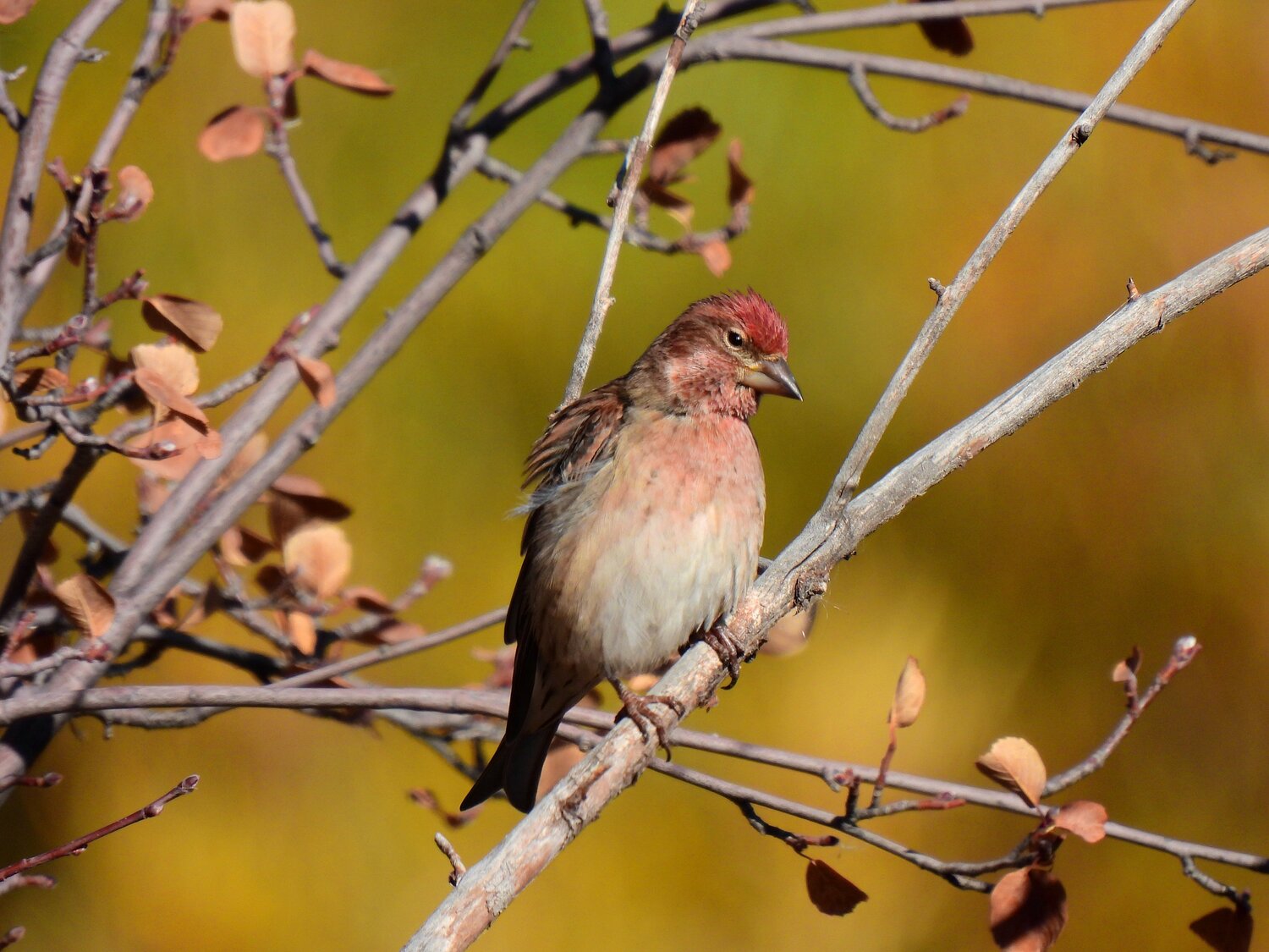 This week’s Bird of the Week, compliments of the Weminuche Audubon Society and Audubon Rockies, is the Cassin’s finch. 
Attentive hikers in the forests of Pagosa Country will likely encounter this small- to medium-sized finch, the Cassin’s finch. In the southwestern United States, they are found at elevations from 3,000 feet to 10,000 feet. In our area, they are year-round residents which drop to lower elevations in the winter. Here they may be found in greater numbers at our feeders enjoying sunflower seeds, which they easily break open with their stout, conical beaks.
The males can be distinguished from very similar-looking house finches by the lack of streaking on their breasts and a much redder crown. Females of both these finch species are similar in coloration and streaking patterns on their breasts, but the Cassin’s female body is more compact compared to the house finch female.
Cassin’s finches tend to feed on seeds and insects, with aspen buds making up a significant part of their diet in the spring. Insects, including the larvae of destructive Douglas-fir tussock moths, are a favored food item in the summer.
Female Cassin’s finches build a nest using various plant materials, animal hair, feathers and similar debris near the top of conifer trees. Breeding pairs may occupy nests within a few feet of one another once eggs are laid, but before incubation begins, the female is often the aggressor, chasing other males from the area.
The Cassin’s finch is considered at risk of extinction because of declining population numbers, particularly in the Northeastern U.S., for reasons that are not well understood. We are indeed fortunate to have this bird species in our area.
For information on events, visit www.weminucheaudubon.org and www.facebook.com/weminucheaudubon/.
