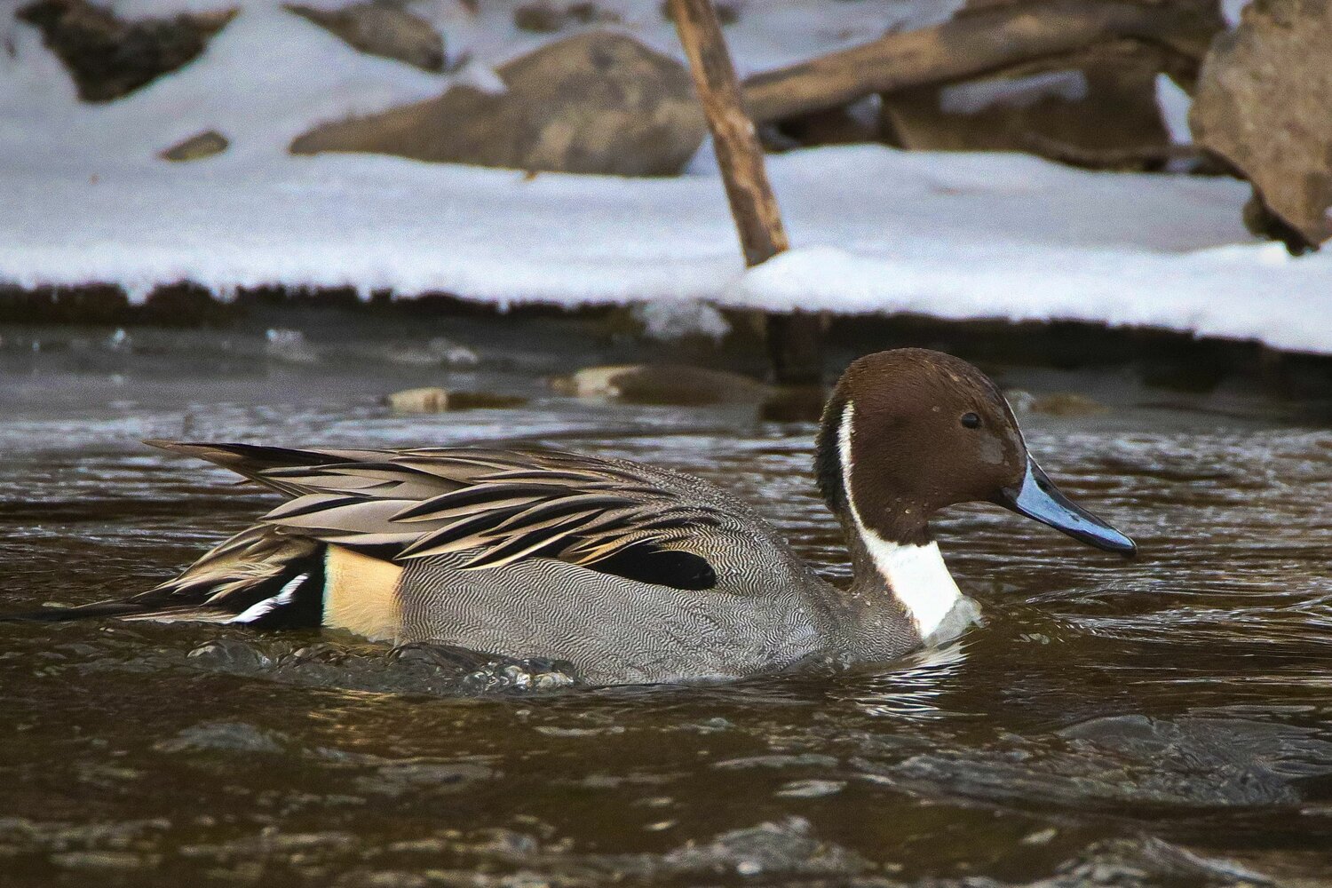 Bird of the Week - The Pagosa Springs Sun