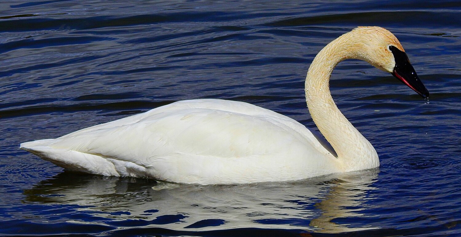 Bird of the Week - The Pagosa Springs Sun