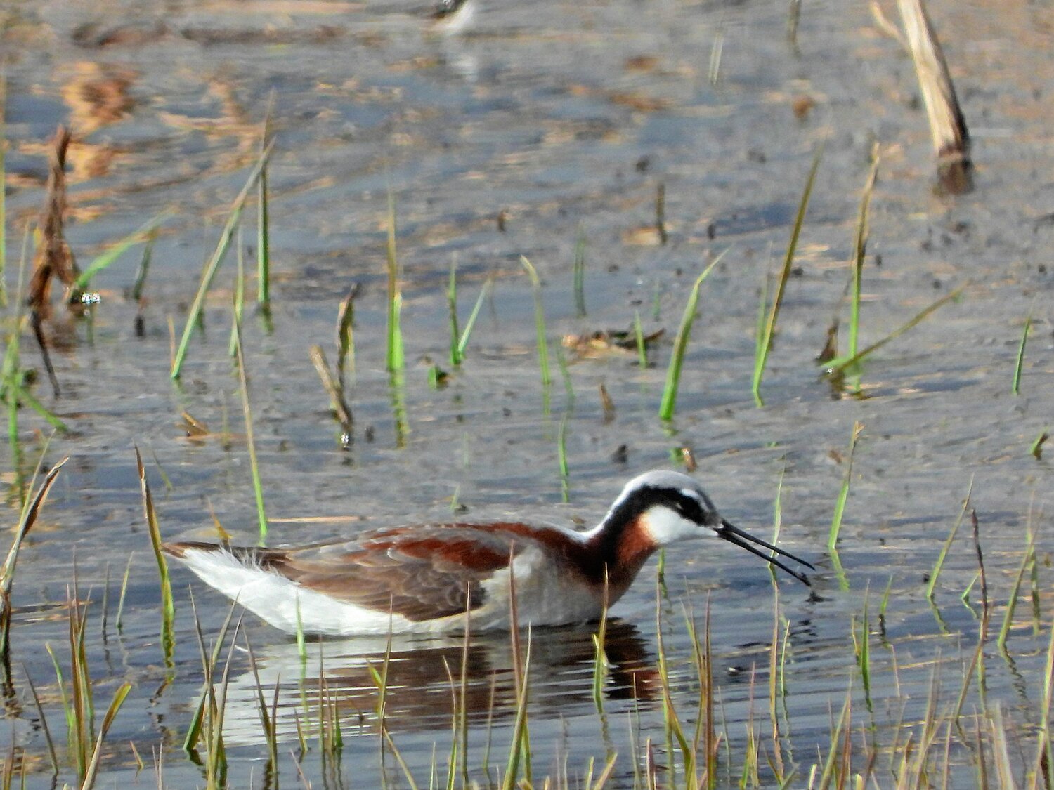 This week&rsquo;s Bird of the Week, compliments of the Weminuche Audubon Society and Audubon Rockies, is the Wilson&rsquo;s phalarope.
This is another remarkable migratory bird that stops in our area at this time of year. The small Wilson&rsquo;s phalaropes complete one of the longest migrations in the world, traveling 4,000 miles in spring and in fall between winter grounds in South America and the places they seek for nesting, wetland areas in north-central United States and south-central Canada.
The typical gender roles are reversed in Wilson&rsquo;s phalaropes. Females are the larger, more colorful sex and it is they that seek to impress potential mates with courtship displays. In breeding plumage, both sexes have long, dark legs; a slender neck with peachy colors; blue-gray backs; a dark line through the eyes; and a long, thin bill.
Female colors are brighter than males&rsquo; and they have a dark stripe down the neck.
In a practice termed polyandry, after laying her eggs, a female may leave almost immediately and look for other males to mate with. Male phalaropes assume the primary role of caretakers for young. They incubate the eggs and stay with their chicks until they can fly. By then, the females have left for the saline lakes of the West.
Small aquatic invertebrates make up most of the phalaropes&rsquo; diet. Spinning in tight circles on the water creates a whirlpool that brings this food to the surface. They also feed by chasing and pecking insects floating on the water, or by walking along the shoreline and probing in the mud with their long bills.
In late summer, Wilson&rsquo;s phalaropes gather in the hundreds of thousands at saline lake staging areas to gorge on brine shrimp and flies, and molt their feathers. They sometimes eat so much that they double their body weight, temporarily getting too fat to fly.
Up to 60 percent of the world population of Wilson&rsquo;s phalaropes congregate at Great Salt Lake, where water levels dropped to record low levels in 2022. Drought, climate change, water diversions and pollution from agriculture threaten the saline lake habitats these birds need both in the United States and on winter grounds. In an effort to save these critical habitats, a petition to seek protection for Wilson&rsquo;s phalaropes under the Endangered Species Act was filed in March of this year.
For information on events, visit www.weminucheaudubon.org and www.facebook.com/weminucheaudubon/.