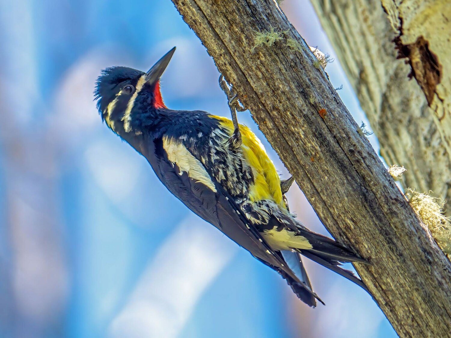 This week’s Bird of the Week, compliments of the Weminuche Audubon Society and Audubon Rockies, is the Williamson’s sapsucker.
Among most of the species of woodpeckers that we see here, plumage differences between the sexes are limited to markings on the face and head. Such is not the case with the Williamson’s sapsucker. Males and females are so different in appearance that until they were seen together at a nest, they were identified as separate species and given different names.
Males have glossy black upperparts, two white stripes on the face, a white patch on the wing and a red throat patch. The more camouflaged female has horizontal black and white barring on the back, a black breast patch and brown head. Vivid yellow coloring on the belly is a marking shared by both sexes.
Williamson’s sapsuckers drill neat rows of tiny holes. known as wells, in conifers. Here they feed on tree sap, insects attracted to it and inner tree tissues. In spring, shallow holes tap into the xylem layer, which carries water from the roots to the leaves. Later in the season, larger rectangular wells tap into the phloem layer transporting food from the leaves to other parts of the tree. As old wells dry up, new ones are formed in a ladder formation up the tree.
When their young are in the nest, they eat and feed to their chicks primarily ants, which they pick from tree trunks and branches. They also eat beetles, aphids, flies and other insects, Later in the season they add fruits and berries.
These large sapsuckers breed in higher-elevation dry forests in North America west of the Rocky Mountain range. Their specific habitat requirements, including large, mature conifers, have made them an indicator species of old-growth forest health. Some northern populations migrate as far as southern Mexico for the winter while others just move downslope. They are never reported here in high numbers and only rarely in winter months.
Although global population numbers of Williamson’s sapsuckers are considered stable, in Canada, where suitable habitat has been lost to commercial logging, they have remained on the Endangered Species list since 2005.
For information on events, visit www.weminucheaudubon.org and www.facebook.com/weminucheaudubon/.