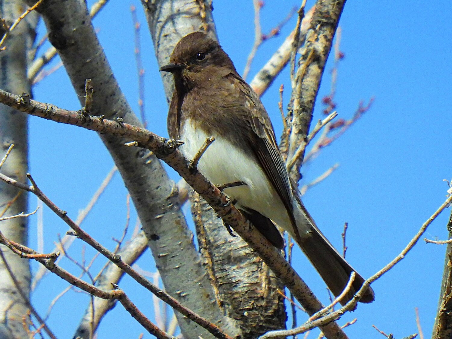 This week’s Bird of the Week, compliments of the Weminuche Audubon Society and Audubon Rockies, is the black phoebe.
The two western phoebes, the Say’s and the black, may share the same territory but within it utilize different habitats. Say’s phoebes are often found in dry, open areas, while black phoebes are found around nearly any type of water: creeks, coastlines, rivers, reservoirs and backyard ponds.
Black phoebes are found along the Pacific coast from southern Oregon down through Central and South America and also breed in some southwestern inland areas, including ours.
Both sexes are small, plump-looking birds with large, peaked heads and long, dark tails. Their upperparts are colored sooty gray that blends to a dark, black head. Their bellies are solid white. Juvenile birds have browner backs and chestnut-colored wingbars.
These flycatchers are sit-and-wait predators, scanning for insects from low perches usually near or over water. Most often they feed on flying insects like bees, wasps, flies, beetles and dragonflies, and on spiders. It takes real skill to visually track an insect, judge where it is heading and fly out to snatch it midair. Like other birds that swallow their prey whole, including hawks and owls, they cough up hard, indigestible parts as pellets.
Tail wagging up and down while perched is a characteristic action of black phoebes. Studies to determine the reason for this and similar nervous movements like wing flicking and head bobbing by birds point to the conclusion that these actions are conducted to send a message to predators. These motions by a bird in the open signals that it is alert and ready to flee and not worth chasing.
Black phoebes do well living around people. While in natural habitats they plaster their nests of mud and grass on protected rock faces, cliffs and boulders and in tree hollows. In urban environments they have adapted to utilize man-made structures and build nests under eaves, and in culverts and abandoned wells. This adaptability has allowed them to rapidly extend their range northward in recent years.
For information on events, visit www.weminucheaudubon.org and www.facebook.com/weminucheaudubon/.