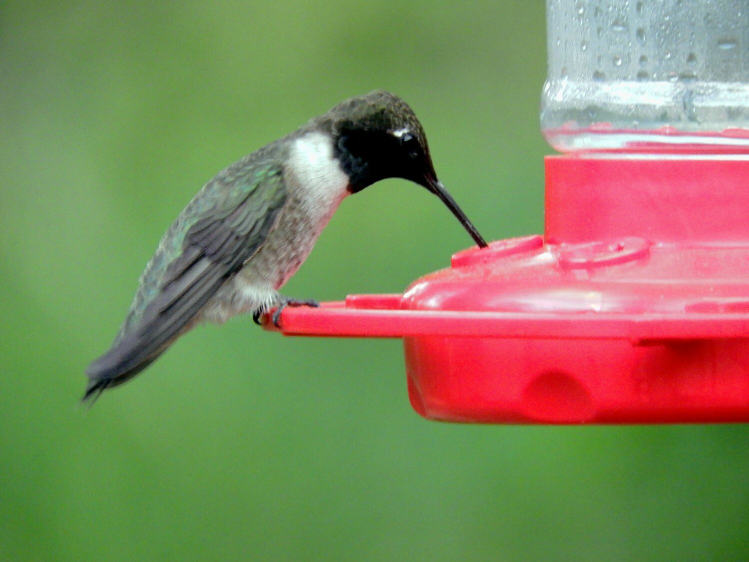 This week’s Bird of the Week, compliments of the Weminuche Audubon Society and Audubon Rockies, is the black-chinned hummingbird.
This week we take a look at one of the four hummingbird species which have visited our feeders and flowers before they all depart for the winter. Both the black-chinned and broad-tailed hummingbirds spend the summer months and breed in our area. By the time that we see the calliope and rufous, they have already nested farther north and are fueling up during their southward fall migrations.
Within their western range, adaptable black-chinneds live in a variety of habitats, including riparian canyons, dry desert washes and high-elevation forests. They are important avian pollinators of more than 90 different plant species. While hovering, they dart long tongues in and out of flowers at the rate of 13-17 licks per second.
Nectar moves through two long grooves in the tongue and is squeezed into the mouth when the tongue is retracted.
In addition to flower nectar and feeder sugar water, these birds consume small insects and spiders. After feeding, one often returns to a favorite perch at the top of a bare branch in a bush to survey and defend its territory. Special shoulder anatomy allows hummingbirds to rotate their wings in a figure-eight pattern, providing both up and down lift for hovering. It also allows them to fly backward — a feat no other bird can do.
The slender black-chinned hummingbird is metallic green above and grayish-white below with a wash of green on the flanks. The patch of velvety black color on the throat of the male gives this bird its name. In the right light, an iridescent purple strip is visible bordering the black. Females have light-colored throats with lines of greenish dots.
At one time we were advised to take our hummingbird feeders down after Labor Day in the belief that hummingbirds would stay too late if these food sources were still provided. Now, Audubon advises leaving feeders filled with fresh nectar as long as hummers are still around. Changes in day length and angle of the sun, and not food availability, will be their cues that it’s time to move on.
For information on events, visit www.weminucheaudubon.org and www.facebook.com/weminucheaudubon/.