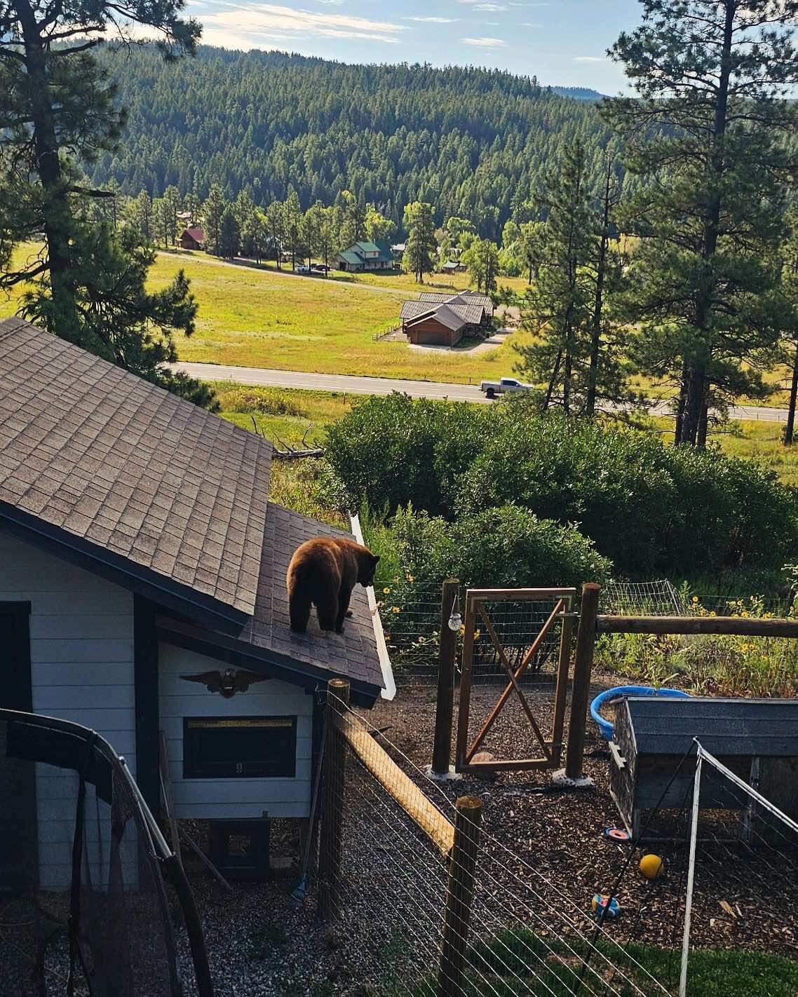 A bear is seen on a roof east of Pagosa Springs on Aug. 30. The homeowner reported their chickens and trash were locked up at the time of the visit.