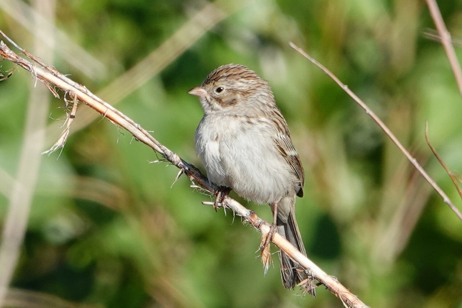 This week’s Bird of the Week, compliments of the Weminuche Audubon Society and Audubon Rockies, is the Brewer’s sparrow.
When you are trying to identify the individuals in a group of small birds moving from place to place on the ground, it doesn’t help to be looking for one that is described as lacking a field mark. That is the Brewer’s sparrow, a slim, long-tailed bird that is one of North America’s smallest sparrows.
One Brewer’s trait to notice is an unmarked, grayish underside, which narrows the field of identification choices. Brewer’s sparrows have a thin eyering, but this might be hard to see. Streaking on the crown can give its head a peaked look, and dark cheek patches are included in its description.
Unremarkable coloration serves this bird well in the muted gray-green colors of the sagebrush habitat where it is the most abundant bird during breeding season. The buzzy trilling songs of males are a signature of summer there. This is a bird so well adapted to arid environments that it can survive for weeks without drinking water. In summer it eats mostly small insects and spiders, adding more seeds in winter.
Brewer’s sparrows breed in areas dominated by sagebrush in western states and Canada. There are a few known exceptions of birds occurring in alpine habitat in Colorado and a separate subspecies that breeds at higher elevation lands of dwarf willow and birch shrubs in Canada. They spend the winter in desert grasslands of the southwestern United States and Mexico.
We may travel through sagebrush country and think it dry and lifeless, but more than 350 species of animals and plants thrive in this habitat, and some are found nowhere else. Sagebrush steppe is a fragile ecosystem where the wise management of livestock grazing and energy development, and the control of invasive, fire-prone plant species, are critical to the survival of the life it supports.
For information on events, visit www.weminucheaudubon.org and www.facebook.com/weminucheaudubon/.