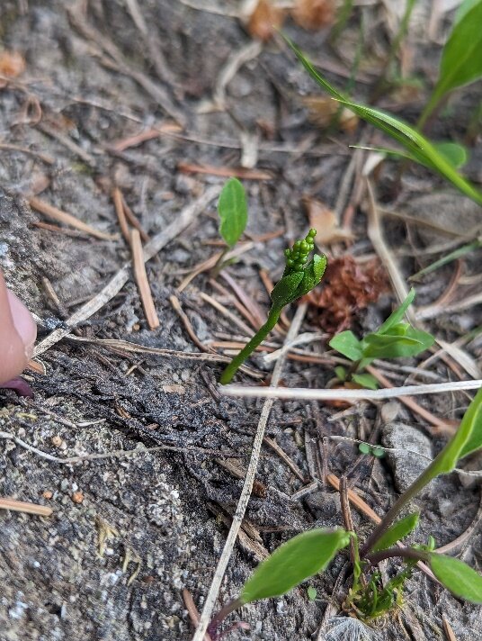 Moonworts, which can be found in the Colorado Rockies and Archuleta County, only grow to about an inch in height, making detecting them very tricky.