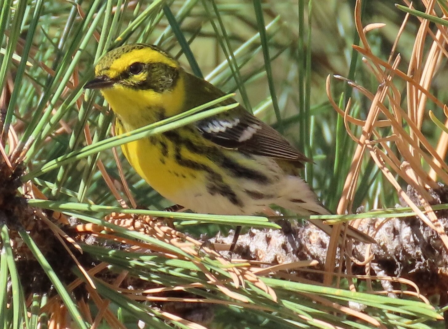 This week’s Bird of the Week, compliments of the Weminuche Audubon Society and Audubon Rockies, is the Townsend’s warbler.
In late summer, many of the colorful birds that have spent the summer here are migrating south for the winter. They arrived in late spring to claim a nest site and raise young when the insects they rely on for food are abundant, but are now moving on.
For a few weeks in late summer and early fall, the Townsend’s warbler provides the splash of yellow missing in the trees with the departure of our summer wood-warblers. The small adult male has a yellow face with a black cheek patch, a black cap and throat, and a yellow breast streaked with black. Its back is olive-green and his gray wings have white wingbars. In females and immatures, colors are paler and the throat is yellow.
In the fall, the Townsend’s migratory journey is spread out over a long period and in a wide pathway over the western third of the United States. Some follow the West Coast to winter in California and the Baja Peninsula, while others travel inland to the highlands of central Mexico and Central America.
These warblers breed in old-growth fir forests from southern Alaska and northwestern Canada to the Pacific Northwest in the United States. In summer they both nest and forage high in the canopy, making them a challenge to see and study. After their young have fledged, they will hunt for food lower and feed in shrubs, bushes and on the ground.
Townsend’s warblers feed on a variety of insects and larvae by gleaning conifer needles and buds, and on occasion they dart out for flying insects. On their winter grounds, they switch to a nectar-rich diet, favoring honeydew, a sticky, sugary liquid produced by some insects that feed on plant sap. The birds will guard territories that include trees infested with honeydew-producing insects. During winter, they will come to feeders to eat mealworms, peanut butter and suet.
To discover how many nocturnal migrant birds are crossing Archuleta County skies each night, investigate the Birdcast website.
For information on events, visit www.weminucheaudubon.org and www.facebook.com/weminucheaudubon/.