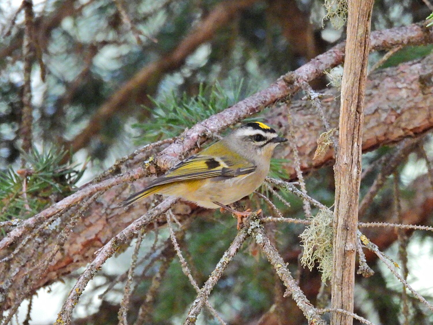 This week’s Bird of the Week, compliments of the Weminuche Audubon Society and Audubon Rockies, is the golden-crowned kinglet.
Not much longer than a hummingbird and weighing about the equivalent of two pennies, this is one of the world’s smallest perching birds. In summer, they inhabit dense, mature spruce, fir and pine forests where they are always on the move, looking for food. These tiny birds lead a precarious life in regions where winter temperatures can dip well below zero.
Even in winter, golden-crowned kinglets are primarily insectivores. They feed on a variety of small insects and also eat spiders and their eggs. Being lightweight allows them to cling to the clusters of needles on the tips of conifer branches where they can locate hidden food unavailable to heavier birds. On occasion they drink from sapsucker wells and in urban areas will come to suet feeders.
In order to fuel a high body temperature and metabolic rate, this kinglet needs to eat constantly. In winter, going without food for as little as two hours during the day may mean starvation and freezing to death. It may eat three times its body weight in insects each day to build up fat stores for the night.
Outside of breeding season, they live in small groups that huddle together at night for warmth. An inch-thick layer of feathers and tucking exposed areas on the head in them, along with redirecting blood flow away from the feet and legs, helps to reduce heat loss.
Groups are in constant vocal contact while foraging throughout the day in order to avoid separating in the dense forest. Tuning into these high-pitched, thin, “seet-seet-seet” calls while hiking in the woods may be the only way to locate these greenish-olive diminutive birds. With a bright crown of feathers bordered by black and white stripes, yellow in females and orange and yellow in males, they are the little kings of our beautiful fall forests.
For information on events, visit www.weminucheaudubon.org and www.facebook.com/weminucheaudubon/.