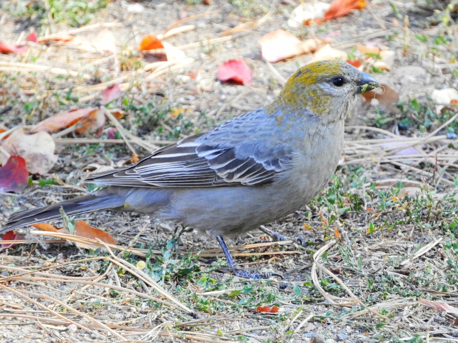 This week’s Bird of the Week, compliments of the Weminuche Audubon Society and Audubon Rockies, is the pine grosbeak.
These northern finches are permanent residents of boreal forests and western mountains in North America, and are also found in forests from eastern Asia to Scandinavia. Across this wide range they exhibit differences in size and in the amount of red in males.
In the Rocky Mountains, they are most abundant in open forests of spruce, pine and fir near treeline at elevations above 9,000 feet. They need to drink water or eat snow daily, so preferred habitats include wet, high drainages. Often living far from humans, they are not as wary as many birds.
For a finch, these birds are large and plump. Males are rosy-red and gray, and females are gray with tints of yellow on the head and rump. Both have two white wingbars on dark wings.
Nearly all of their diet is vegetarian and varies with what is available. Using their thick, stubby bills, they can nip off the fresh buds and needles of conifers in spring and extract seeds from cones. Seeds and fruits of aspen, birch, mountain ash, crabapple and other trees are added in season. In winter, they eat salt and grit from roadways.
Their deliberate feeding style, slowly hopping between tree branches, sets them apart from other birds that are constantly in motion while feeding in conifers. They do add some insects and spiders to their diet during breeding season. Adults regurgitate a palatable paste of insects and vegetable matter to nestlings.
When seed crops fail, these finches are forced to wander in search of food and may show up south of their normal breeding ranges or at lower elevations in population irruptions. This may bring them to fruit trees in towns and to backyard sunflower feeders, a treat for people who don’t otherwise see these forest birds.
For information on events, visit www.weminucheaudubon.org and www.facebook.com/weminucheaudubon/.