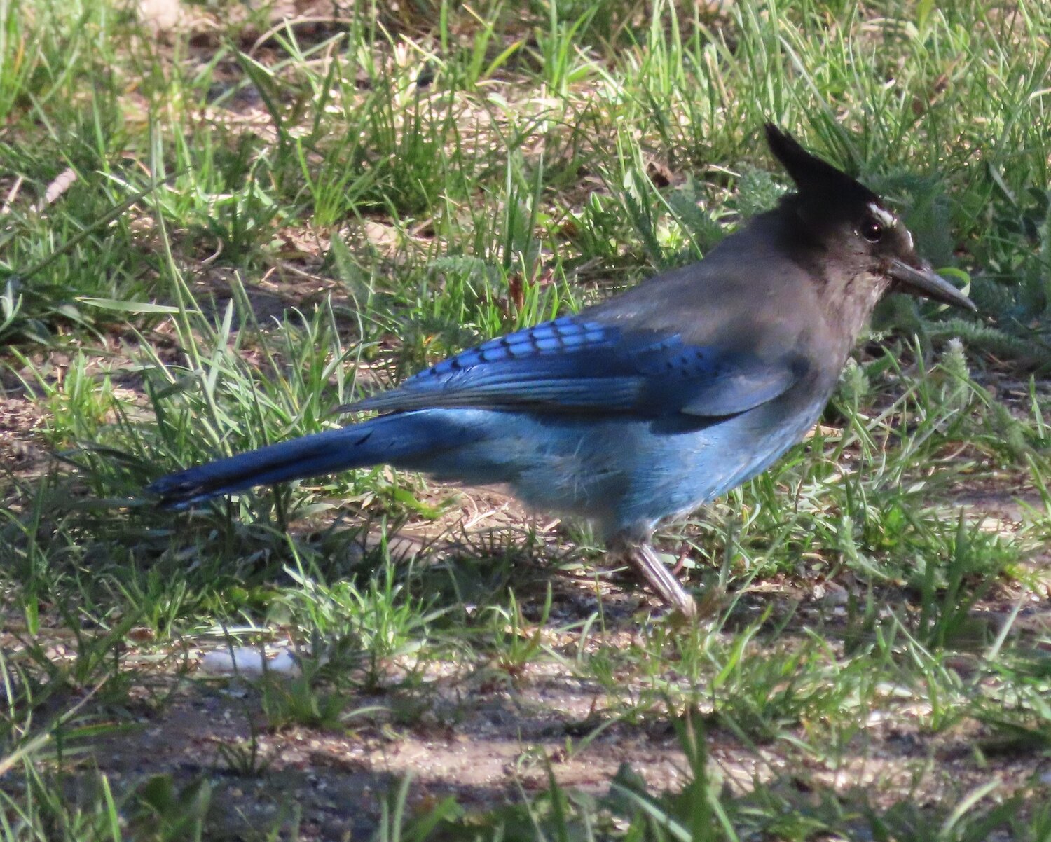 This week&rsquo;s Bird of the Week, compliments of the Weminuche Audubon Society and Audubon Rockies, is the northern Steller&rsquo;s jay. 
Several of our most numerous year-round birds are members of the Corvidae family. We find them in our yards, in parks, in mountain forests and in parking lots. Included in this family are crows, ravens, magpies and jays. As a group, Corvids are known to be intelligent, curious and adaptable &mdash; traits that have led to their abundance and success.
Of these, the Steller&rsquo;s jay is one of only two species of North American jays with crests. Until recent years, when the more eastern blue jay started to expand its range westward, it was the only crested jay living west of the Rocky Mountains.
The Steller&rsquo;s black head with a triangular crest sits atop a luminous blue- colored body. Outside of direct sunlight, the blue color fades, allowing the jay to blend into the shaded tree canopy where it spends much of its time. There are many regional variations in plumage, and these jays that we see here have white streaks above their eyes and on their crests. 
These highly vocal birds are identified by their harsh, distinctive calls. They are masters at imitating the sounds of other birds and animals, and are particularly adept at sounding like a red-tailed hawk. This call may scare other birds away from a guarded food source. On long legs, they characteristically climb a tree by hopping from branch to branch as if ascending a staircase.
Omnivorous Steller&rsquo;s jays are not fussy eaters. They eat seeds, nuts, berries, fruits and invertebrates. One of their less-endearing habits is dining on the eggs and nestlings of other birds. They may show up at picnic spots looking for dropped scraps and readily come to bird feeders for seeds, nuts and suet. In fall, they will scoop up quantities of sunflower seeds from feeders and carry them away in their mouths and throats to be cached for the winter.
Steller&rsquo;s jays are monogamous birds that form long-term bonds, and pairs stay together all year. Juveniles may stay with their parents through fall and into winter until they look for mates and start their own families as early as March. 
For information on events, visit www.weminucheaudubon.org and www.facebook.com/weminucheaudubon/.